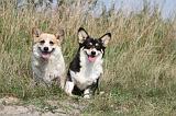 CORGI PEMBROKE 253